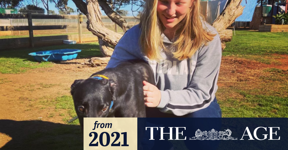 Spate of dog deaths in Gippsland and the Mornington Peninsula linked to